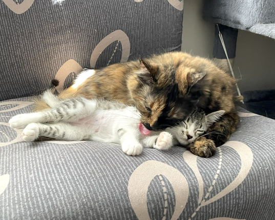 A long haired tortoiseshell cat grooms a quite contented grey and white tabby kitten