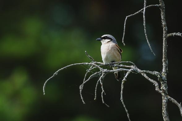 A photograph of a red-backed shrike sitting on a small, dead branch. The branch the bird is sitting on is one very small branch of a collection of small branches and twigs of a small dead tree, sticking out from a bit large vertical branch that is near the right edge. The bird is sitting with its white chest toward the camera and head turned toward the left, wings tucked in. It has a grey cap on the top of its head and a black band that goes across its eyes, It has a small, dark, sturdy beak. The background is a very soft blurry collection of mostly green bokeh discs and some darker areas that are in shadow.
