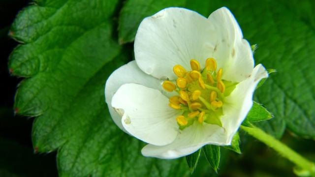 A strawberry bloom against a green leaf.