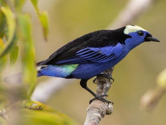 Picture of Opal-crowned Tanager