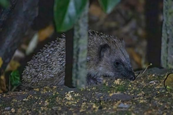 Ein Igel an einem Metallzaun