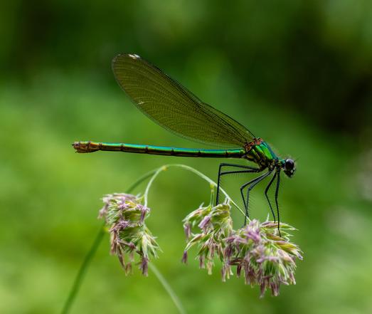 Metallic blue-green damselfly perched on grass flowers.