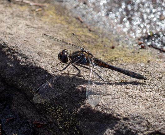 An all black dragonfly perched on a gritstone slab.
