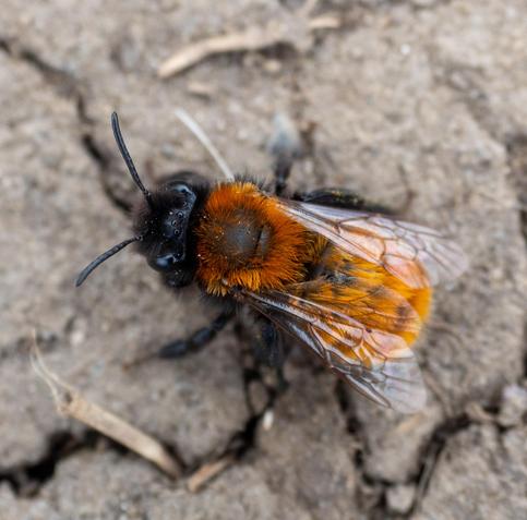 Hairy ginger mining bee - both thorax and abdomen have long bright orange 'hairs'.
