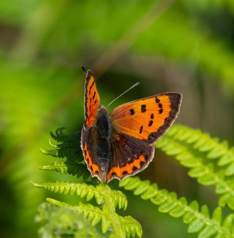 Small butterfly with fiery orange wings with black markings, perched on a fern.