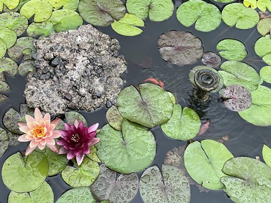 Two water lily blossoms in an ornamental pond behind my house.  A chunk of concrete for the birds to perch, lily pads cover most of the surface.  Two comet goldfish