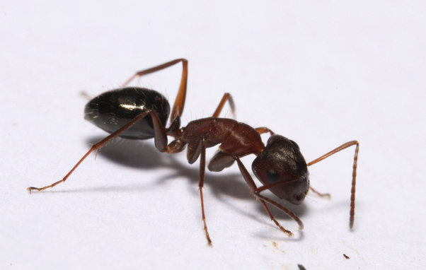 Perfectly ordinary carpenter ant who looks just like ants in my park but who knows how to build massive mounds.