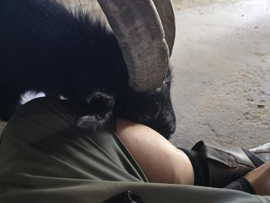 A man sitting cross-legged in the barn with a pygmy billy goat pressing his face against the man's leg.