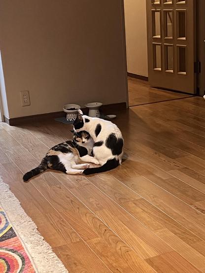 A black and white cat sits upright, with his head over a calico cat who is lying on the floor. They look very cute.