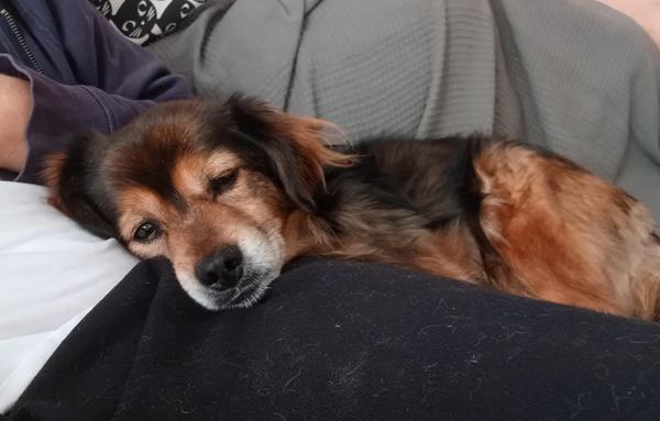 Kokonimix Sean liegt halb auf mir und schläft