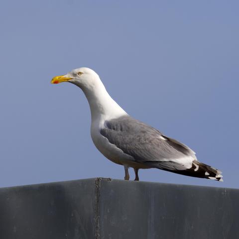 Eine Silbermöwe (Larus argentatus) steht auf einem Dach und schaut scheinbar grimmig. Sie ist im Profil zu sehen.
Der Schnabel ist gelb mit einem roten Gonysfleck, der auf den Unterschnabel beschränkt ist. Die Iris ist schwefelgelb, das Auge mit einem orangegelben Ring umgeben. Kopf, Hals, Nacken und Unterseite sind wie auch Bürzel und Schwanz überwiegend reinweiß. An Kopf und Hals ist die graue Strichelung des Winterkleides zu erkennen. Mantel, Rücken und Schulterfedern sind wie auch die Flügeloberseite hell bläulichgrau. Die Schwingenspitzen sind weiß. Auf den beiden äußeren Handschwingen ist zudem – durch ein subterminales, schwarzes Band von der Spitze getrennt – ein weiteres weißes Feld vorhanden. Auf dem zusammengelegten Flügel wirken die weißen Spitzen wie eine Reihe rundlicher Punkte.
Die Beine und Füße sind rosa.
Im Winterkleid ist das weiße Gefieder des Kopfes bei adulten Vögeln mit graubraunen Stricheln durchsetzt. Auf dem Schnabel zeigt sich etwas Schwarz über oder neben dem roten Gonysfleck.