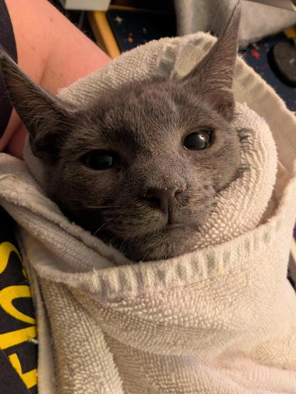 Dark grey 6 week old kitten with a look of resigned annoyance wrapped up in a white towel so he is like a kitty burrito