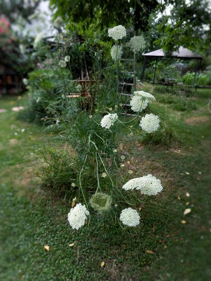 Eine hochgewachsene Wilde Möhre (Daucus carota) mit zahlreichen weißen Doldenblüten steht frei im Naturgarten. Mehrere Blüten befinden sich gleichzeitig in unterschiedlichen Entwicklungsstadien – von flach geöffneten Dolden bis zur charakteristischen, bereits nestförmig eingekrümmten Fruchtstand-Dolde. Im Hintergrund sind Beete, Bäume und eine Sitzecke unscharf zu erkennen, wodurch die filigrane Pflanze im Vordergrund besonders hervorsticht.
