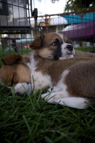 A corgi pup with its eyes open, head resting on another one that’s curled up and sleeping.