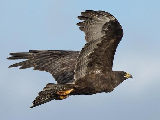 Picture of Galapagos Hawk