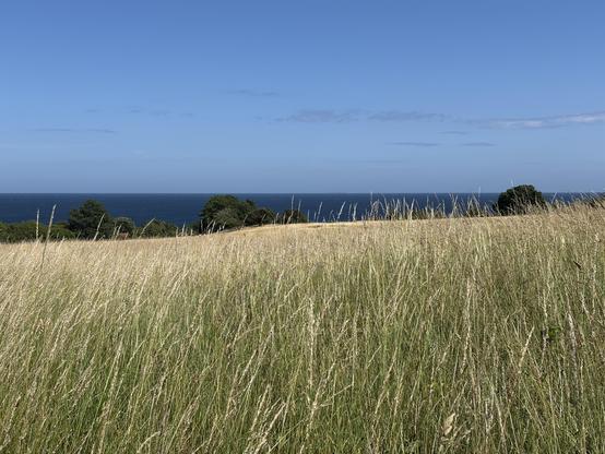 Gelbes Getreidefeld mit grünen Anteilen von grünen Bäumen und Büschen vor tiefblauem Meer unter strahlend blauem und fast wolkenlosen Himmel.