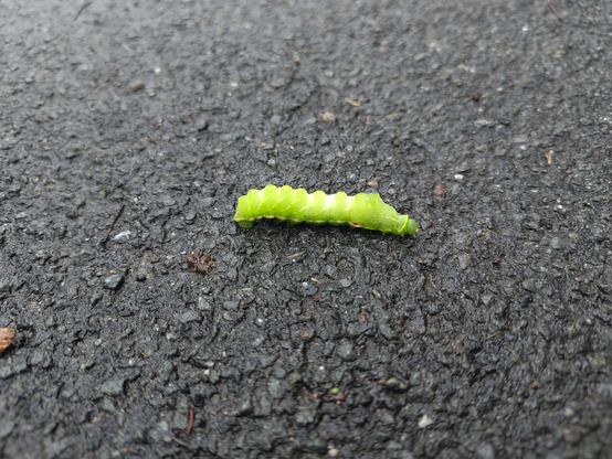 Bright green large caterpillar with small white diagonal stripes and little humps on its back on wet black asphalt