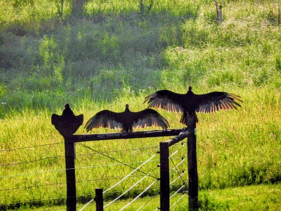 Three juvenile turkey vultures on the corner section of a pasture fence. One sits on a post. The other two have their wings spread, sunning themselves in the morning sun.