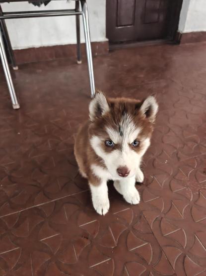 little brown husky puppy