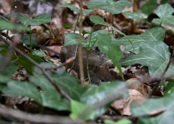 Tout petit mulot en partie dissimulé sous des feuilles de lierre. Il marche dans des feuilles mortes. Il est gris, avec une tâche brun-roux sur la tête. On voit un petit œil.