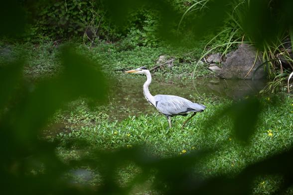 Un héron vu de profil, en train de marcher. Il est pris d’un peu loin, à travers une trouée dans du feuillage vert et flou en premier plan. Il marche dans un étang, dans des espèces d’herbes hautes feuillues.