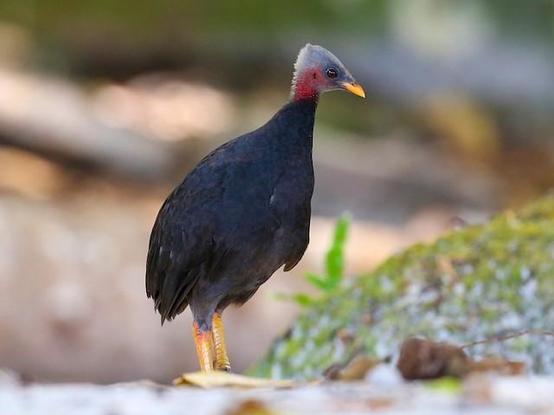 Picture of Micronesian Megapode