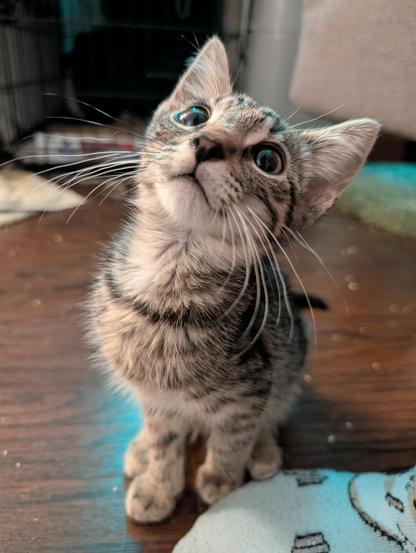 Tiny tabby kitten sits on a dark woodgrain floor looking up. His ears and whiskers are huge compared to his head size so emphasize his bitty babiness