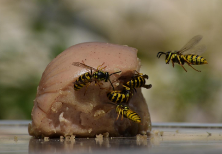 Group of yellow jackets eating a piece of sausage.