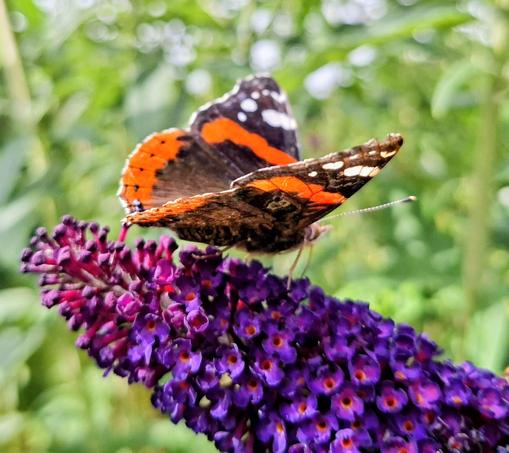 Op de foto een atalanta vlinder, op een buddleja struik.