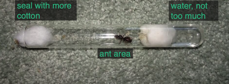 A glass test tube. It is about 1/6 full of water and a cotton ball keep the water in that end. Another cotton ball keeps the ant from escaping.