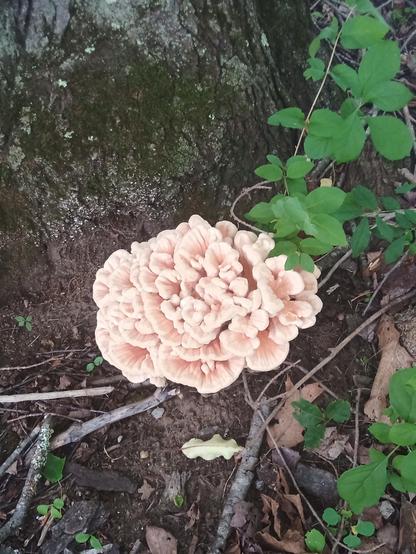 "Gelatinous fruit body of Phaeotremella frondosa", from Wikipedia (assuming I IDed it correctly). Looks like a big pink brain stuck to the base of a tree.