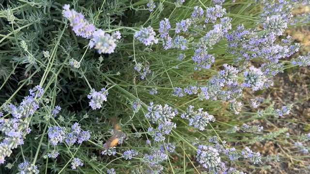 a huumingbird hawk moth — who looks rather a lot like a tiny, grey and black hummingbird with grey and orange wings — is hovering around a lot of lavender. there's also a wasp quietly crawling over one of the flowers. the hawk moth uses its long, black proboscis to take what it needs from each flower and then buzzes busily to the next and then the next. you can't hear it so well in this video, but their buzzing is really very loud!