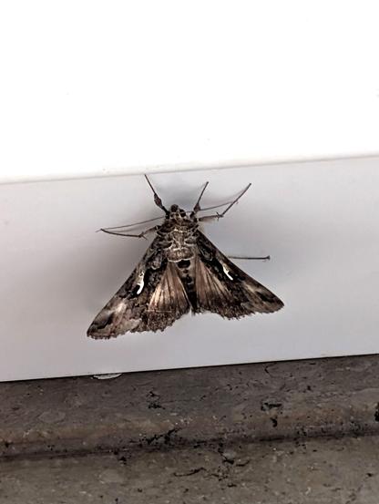 Eine Gammaeule (Autographa gamma) sitzt mit ausgebreiteten Flügeln auf einer weißen Fensterbank. Die graubraunen Vorderflügel tragen die charakteristischen silbrig glänzenden, gammaförmigen Flecken, denen die Art ihren Namen verdankt.
Nach dem Fotoshooting wurde der Falter in die Freiheit geleitet