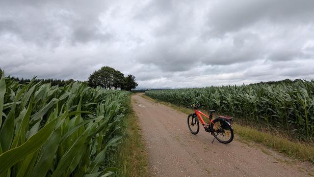 Ein rotes Fahrrad steht auf einem Schotterweg zwischen 2 Maisfeldern.
Der Himmel ist grau bewölkt