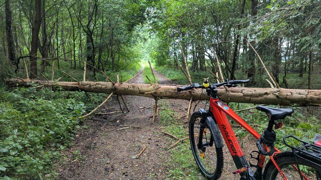 Ein rotes Fahrrad steht auf einem Waldweg, ein Baum liegt quer über dem Weg