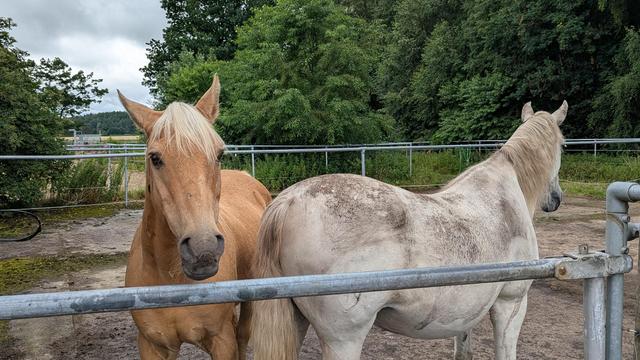 Ein Palomino Pony steht vor einem Weidetor und schaut in die Kamera. 
Rechts daneben steht ein Schimmel und schaut in die andere Richtung.