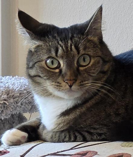 A brown tabby cat with white paws and chest stares at the camera with an alarmed expression