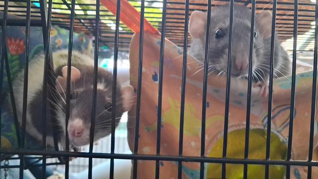 Two rats, one black and white with a raggedy ear, and one grey, looking out through the bars of their cage from their patterned hammocks.