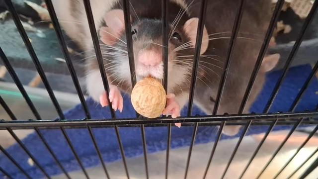 A black and white rat with a raggedy ear and long whiskers trying to drag a peanut through the bars of a cage. There's a grey rat next to her.