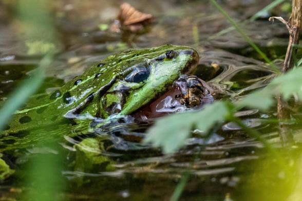 Ein Frosch im Wasser mit einer Honigbiene im Schnabel