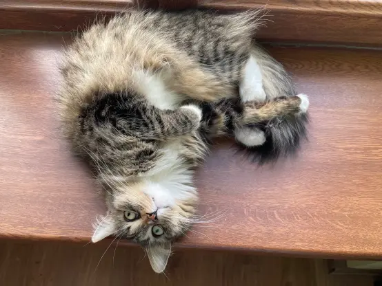 Nova is flopped on a window sill, upside down. She has normal cat eyes for once, since it's so bright