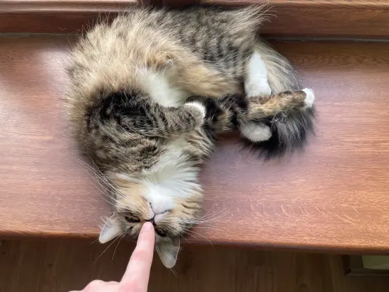 And now she's being booped