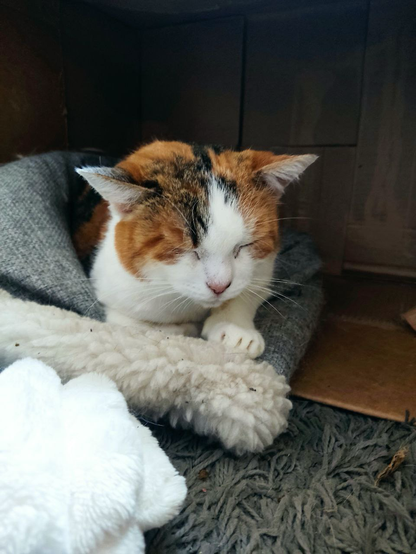 A calico cat with distinct orange, black, and white patches is nestled comfortably inside a dark, sheltered cubby or box. The cat has its eyes tightly shut, peacefully napping on a grey blanket, with its front paws resting on a thick, fluffy white sherpa fleece. The background is dark and wooden, emphasizing a cozy, secluded sleeping spot.