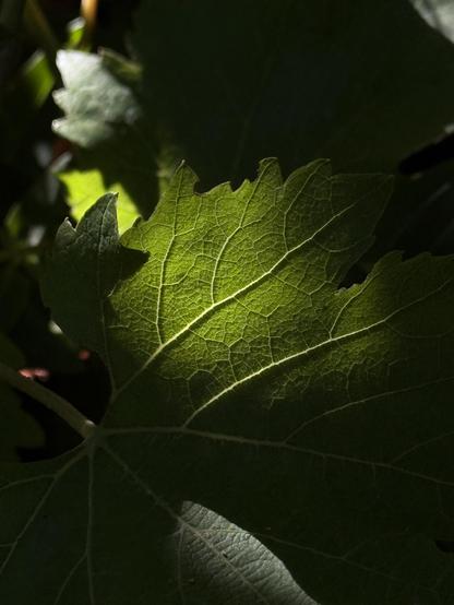 A grapevine leaf lit from behind at a low angle so it glows but also reveals the structure of the leaf veins.