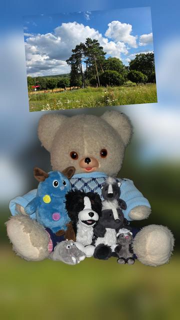 Eine Wiese mit Bäumen und Büschen; etwas blauer Himmel scheint zwischen den Wolken durch. Darunter ein Foto von sieben Flauschis.