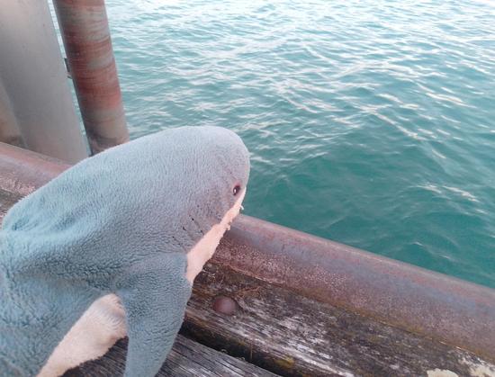 Blåhaj schaut sich sehr schönes blau-grünes Wasser an.