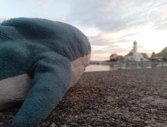 Blåhaj guckt nach das Wasserburger Halbinsel.