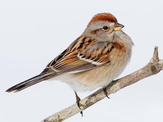 Picture of American Tree Sparrow