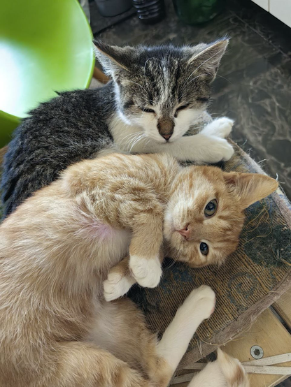 A close-up, top-down shot of two small kittens cuddling together on a patterned cushion. The kitten in the foreground is an orange tabby lying on its side, looking directly at the camera with wide eyes, its paws tucked in close to its chest with white "socks" on its feet. Tucked right behind it is a grey and white tabby kitten with its eyes tightly shut, fast asleep. A bright green plastic chair is partially visible in the background.