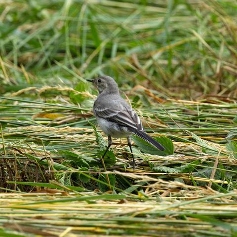 Eine juvenile Bachstelze (Motacilla alba) stakst durch eine frisch gemähte Wiese. Der Vogel wendet dem Betrachter den Rücken zu, schaut aber über die linke Schulter zurück.
Beim Jugendkleid der Bachstelze ist die Oberseite überwiegend grau, der Rücken etwas heller, Oberkopf und Nacken etwas ins bräunliche spielend. Oben hinter dem Auge findet sich ein Überaugenstreif, der wie die Halsseiten, das Kinn und die Kehle schmutzig weiß sind. Die Ohrdecken sind dunkel schmutzig gelb. Ein halbmondförmiges Brustband sowie ein davon ausgehender Kinnstreif sind braunschwarz bis gelbbraun. Die Brustseiten sind grau, die Unterseite weiß. Flügel- und Schwanzgefieder ähneln den Adultkleidern, bleichen aber schnell aus und zeigen dann nur geringe Kontraste zwischen Zentren und Säumen.